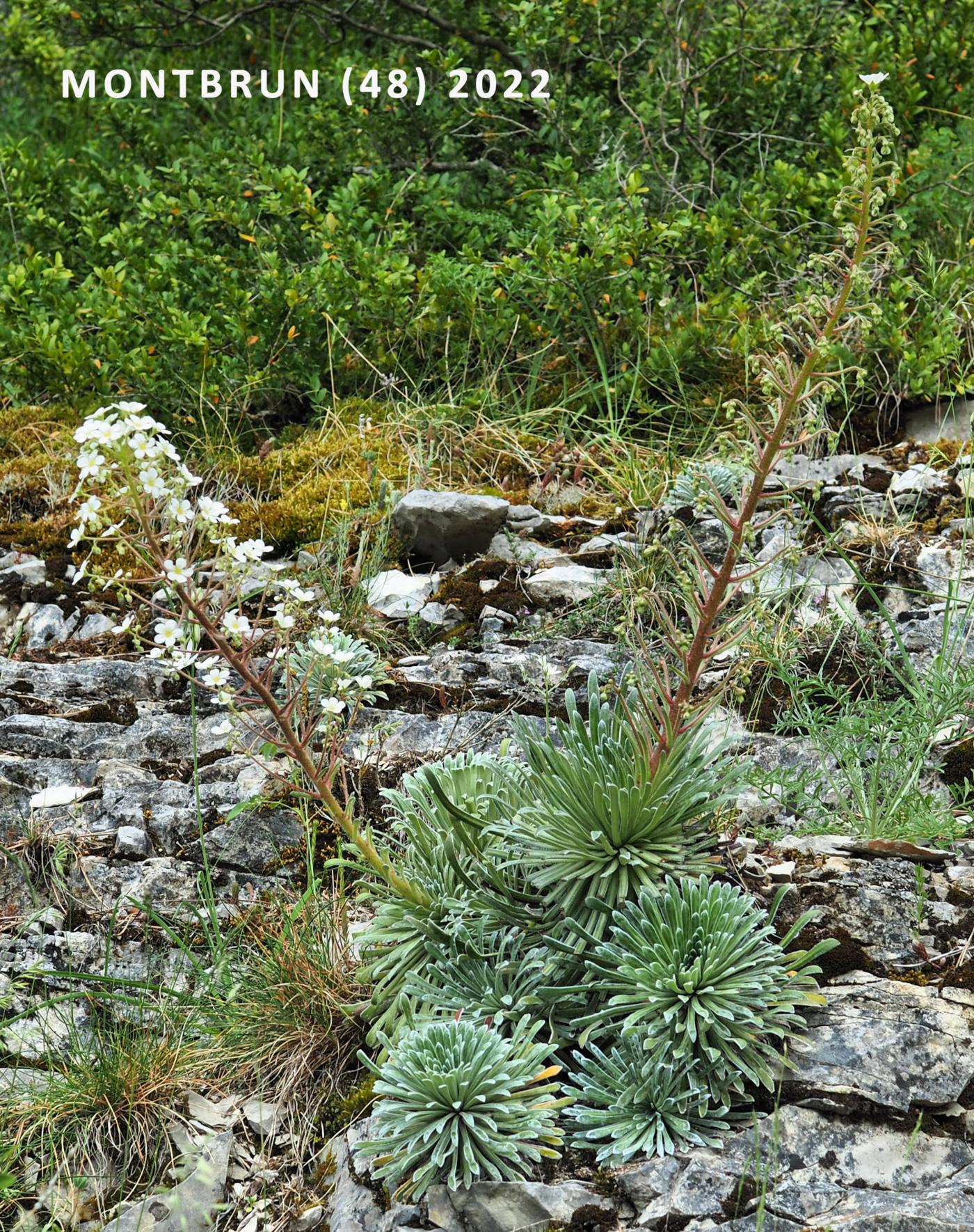 Saxifrage, Pyrenean plant
